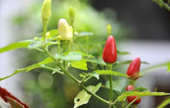 Grow Chili Peppers Indoors